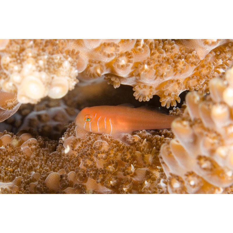 Five Lined Coral Clown Goby