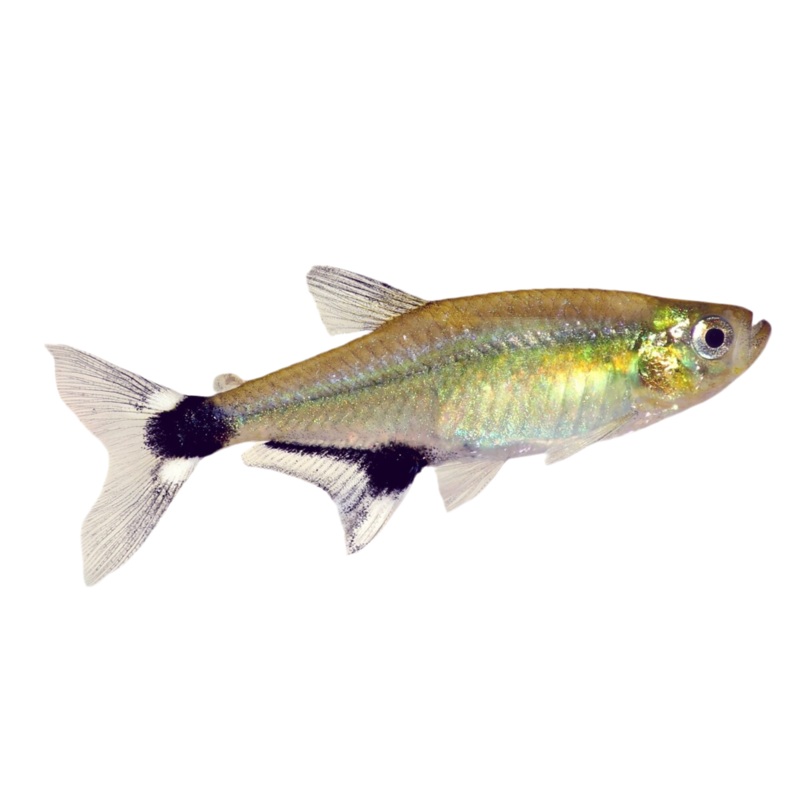 Paraguay Tetra