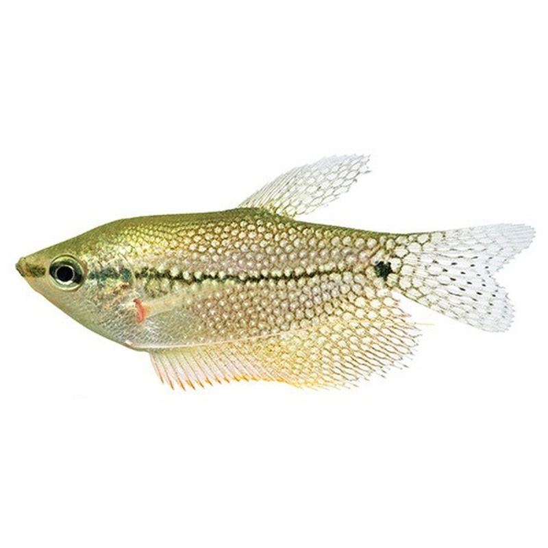 Pearl Gourami