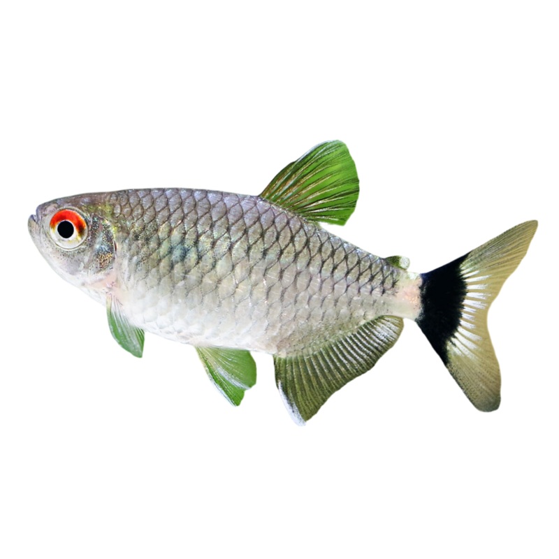 Red Eye Tetra