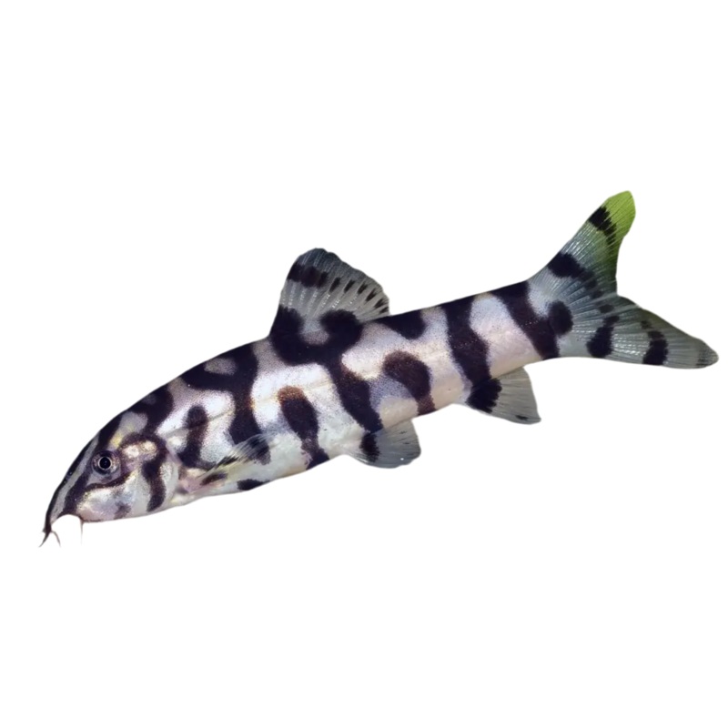 Yoyo Loach