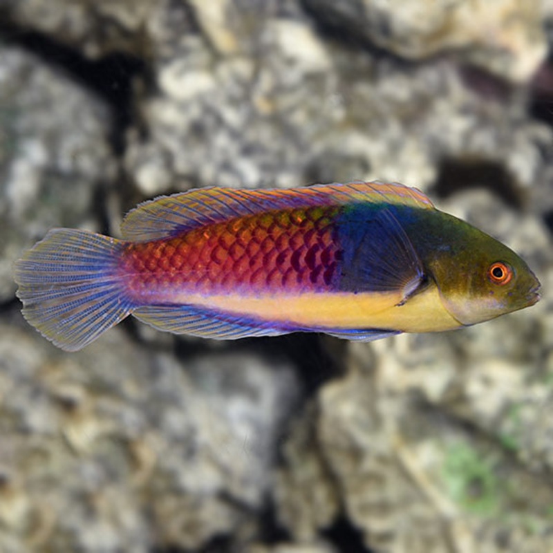 Blueheaded Fairy Wrasse SM