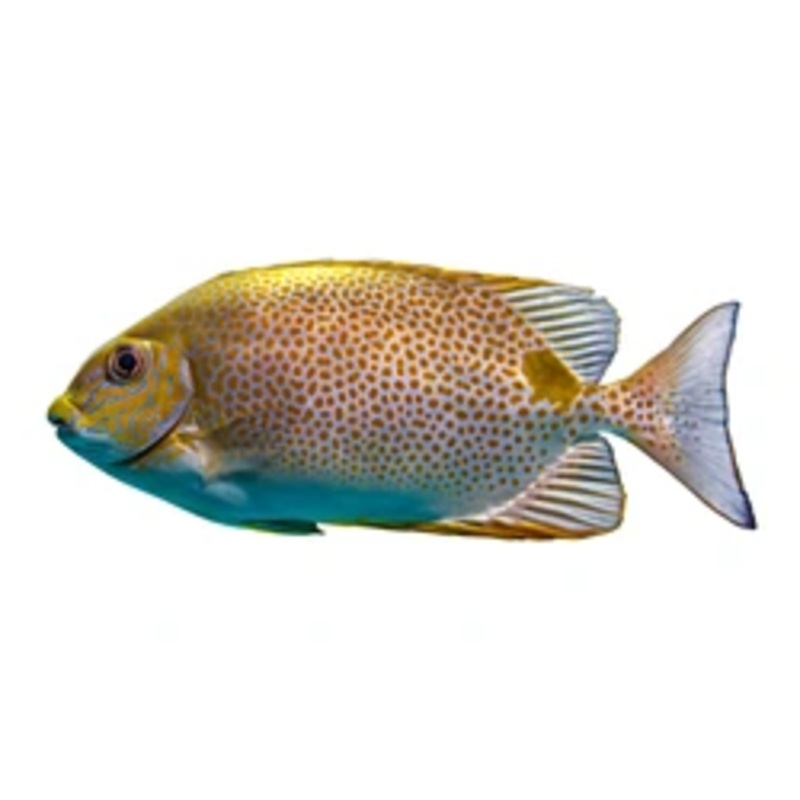 Honeycomb Rabbitfish Med