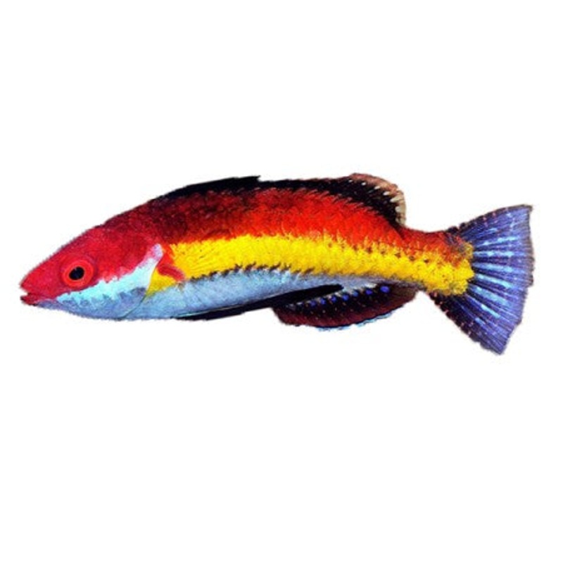 Naoko's Fairy Wrasse (Show) *CONDITIONED*
