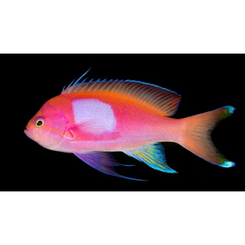 Square Back Anthia -Male