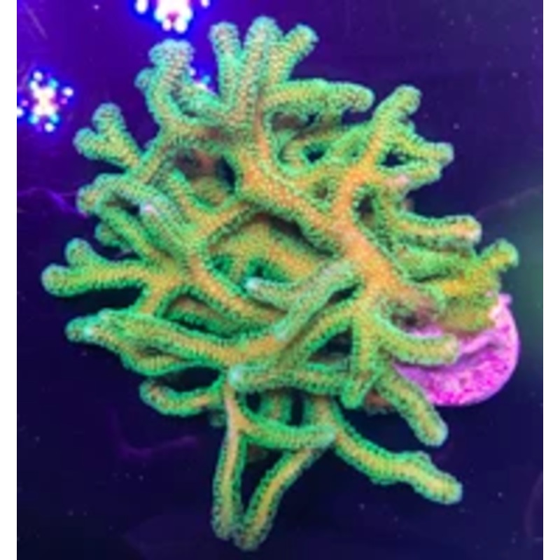 Green Birdsnest Frag