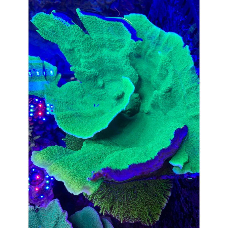 Green Cap Monti Frag