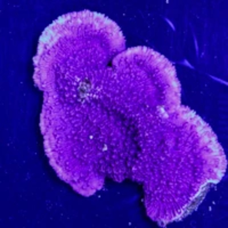 ORA True Purple Cap Monti Frag