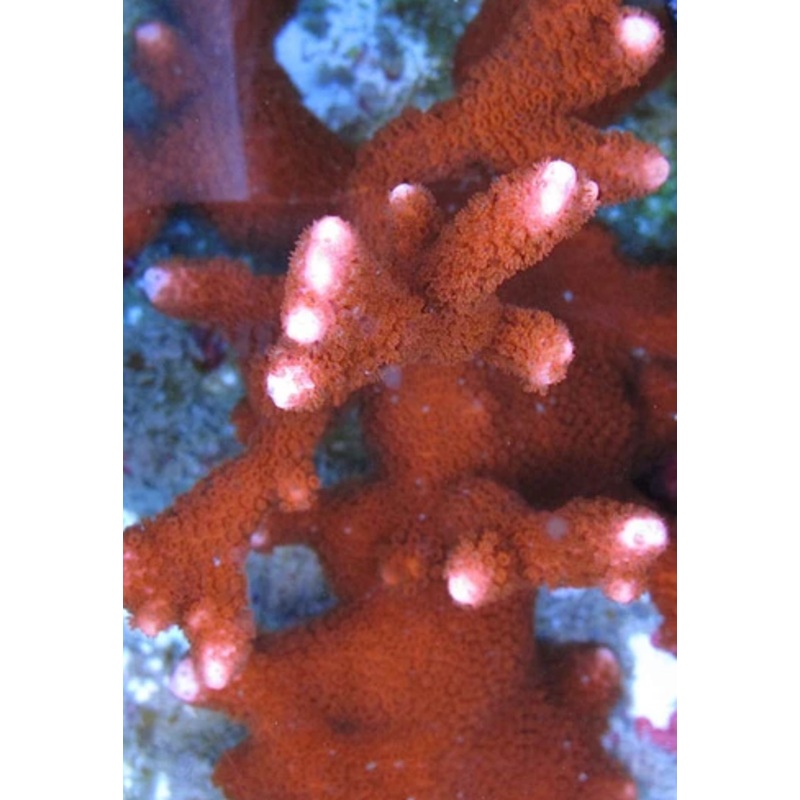 Orange Digi Monti Frag