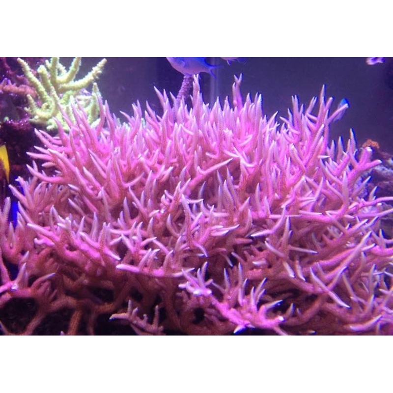 Pink Birdsnest Frag