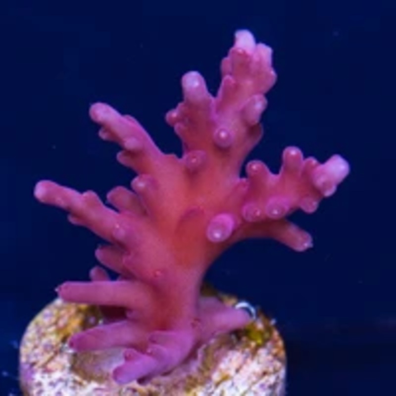 Red Dragon Frag