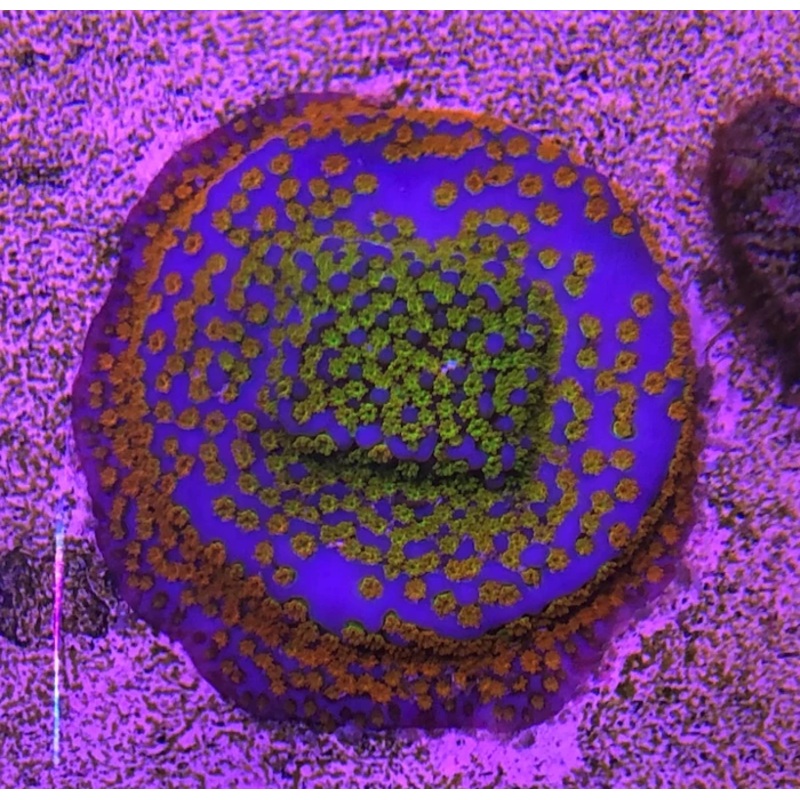 Taste The Rainbow Monti Frag