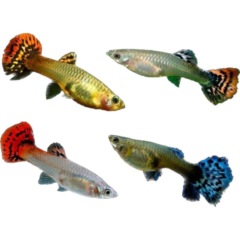 Assorted Female Guppy