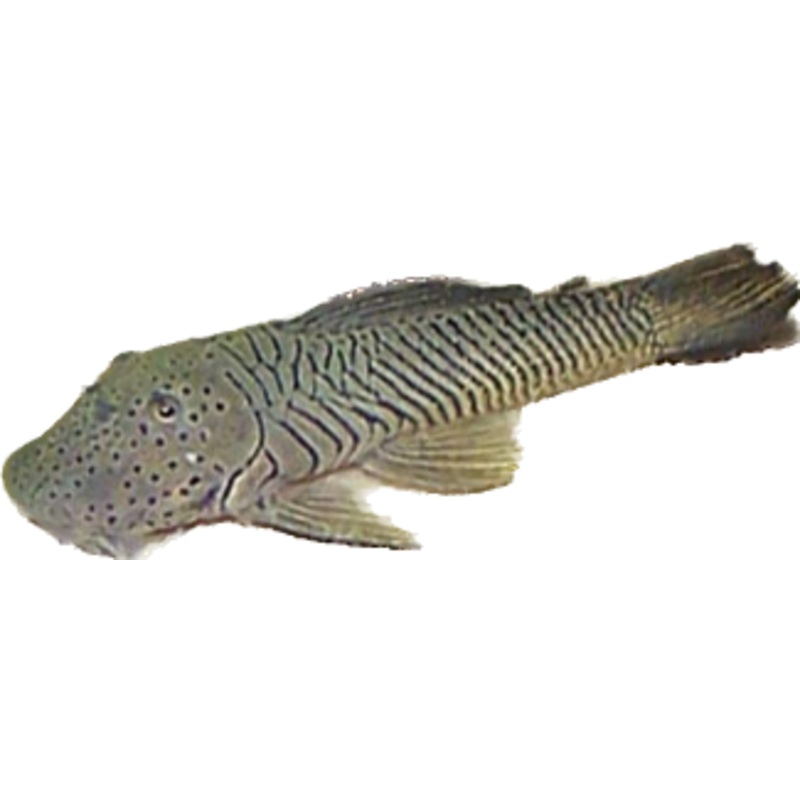 Bulldog Pleco