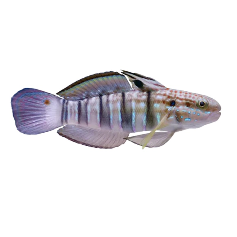 Bullet Goby M (Amblygobius phalaena) arrived April 25