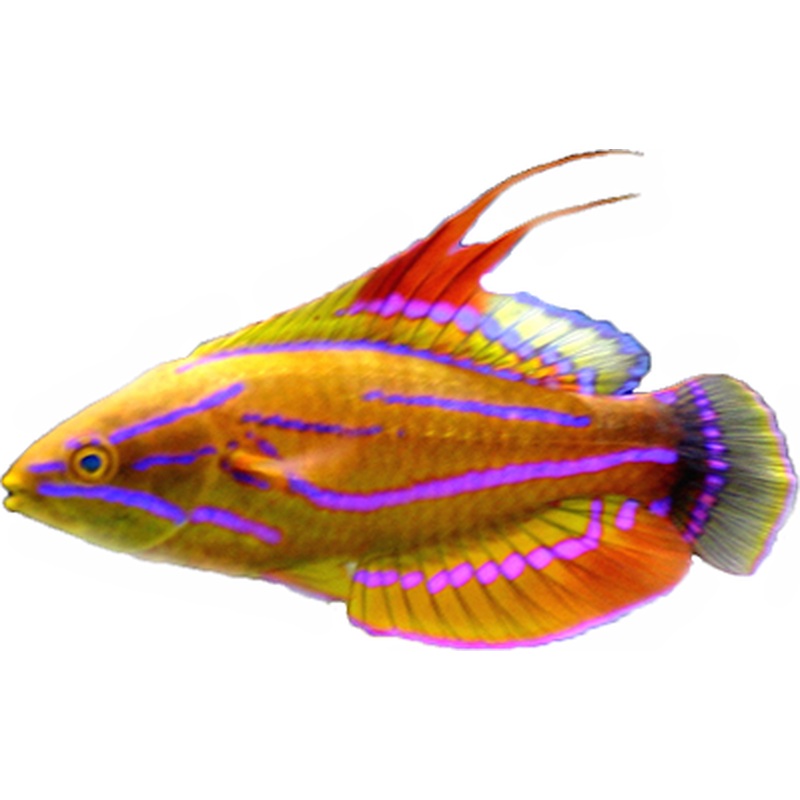Carpenters Wrasse (Arrived April  25 )