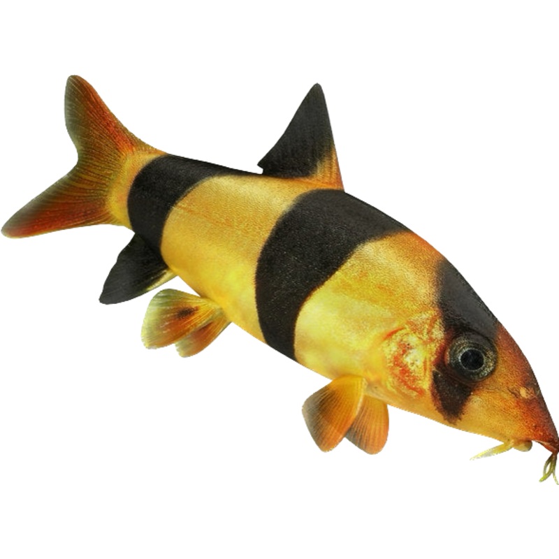 Clown Loach