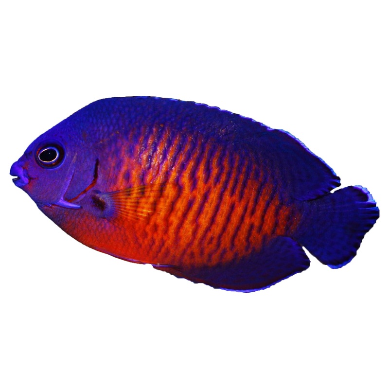 Coral Beauty Deep Water S ( Arrived May 22 )