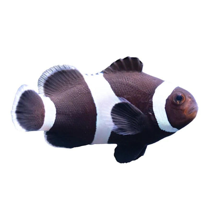 Darwin Clown Fish