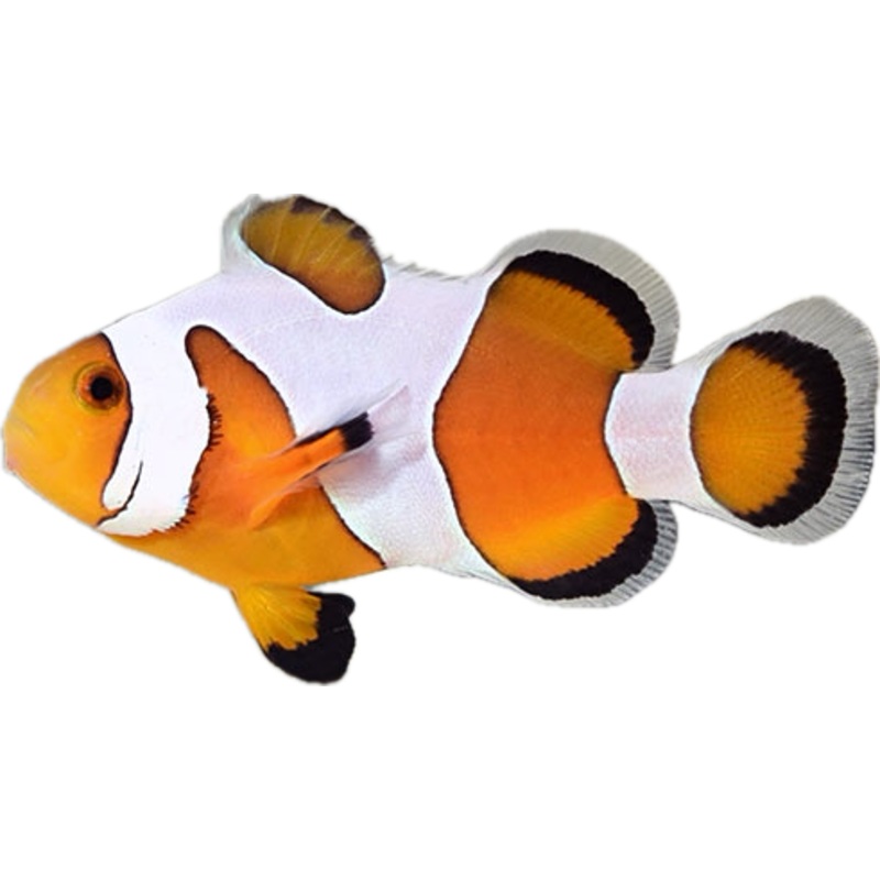 DaVinci Clownfish