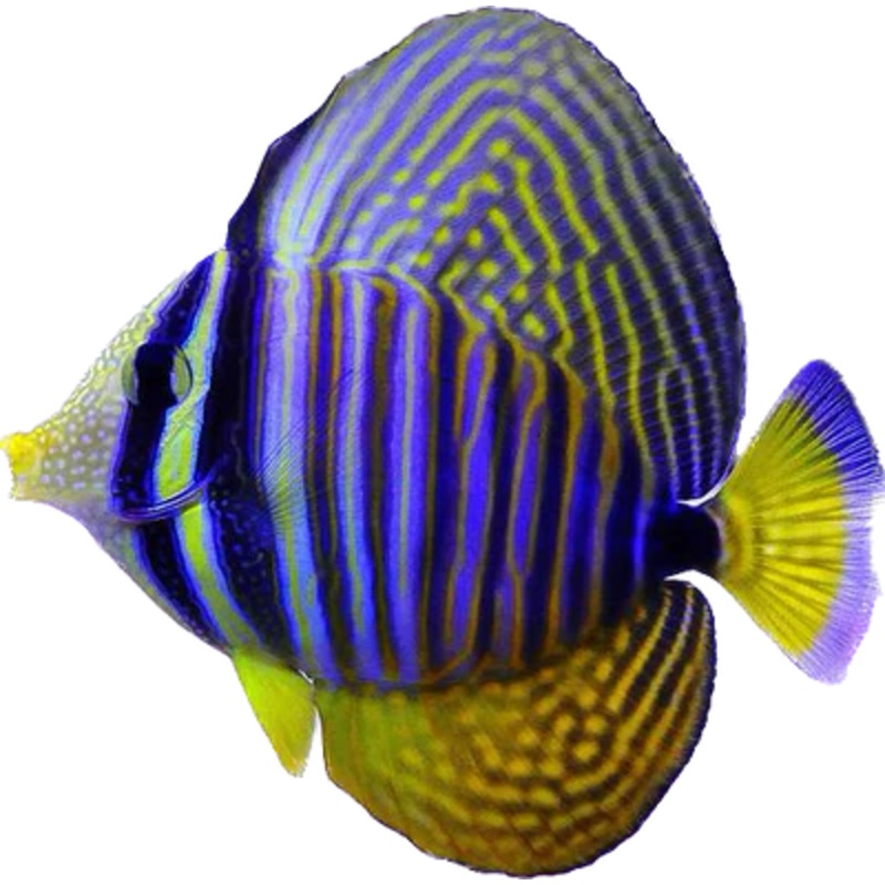Desjardinii Sailfin Tang sm (Zebrasoma desjardinii)-Arrived may 09