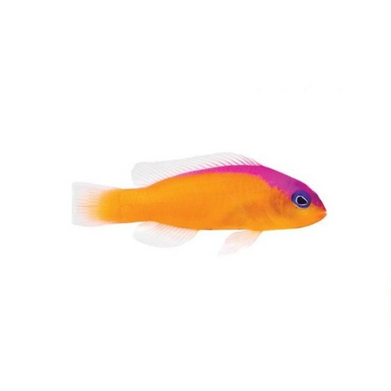 Diadem Dottyback (Arrived April 25)