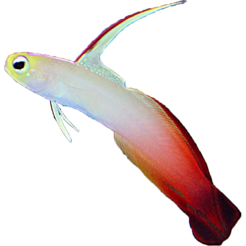 Firefish ( Available May 22 )