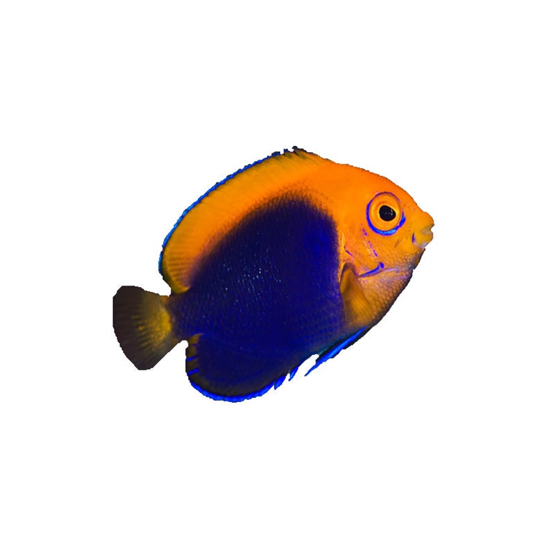 Flameback Angelfish ( Arrived May 9 )