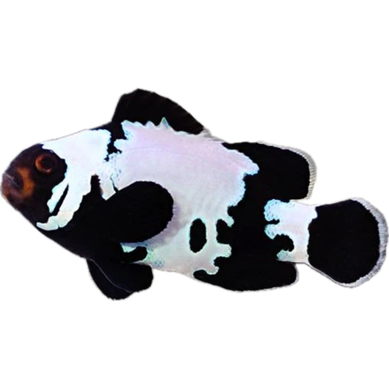 Phantom Clownfish