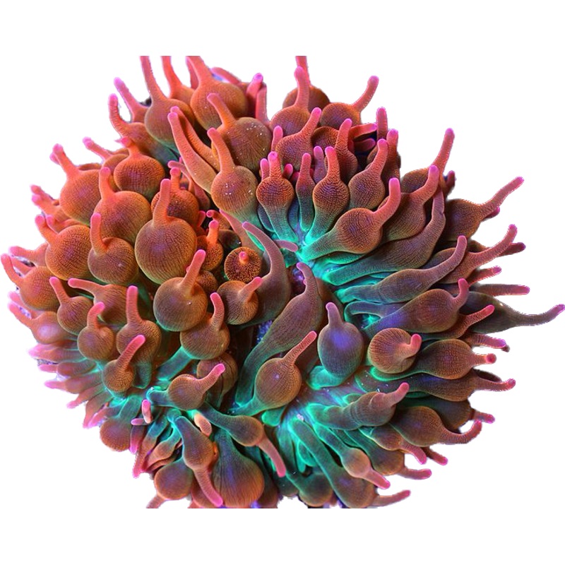 Rainbow BTAAnemone sm
