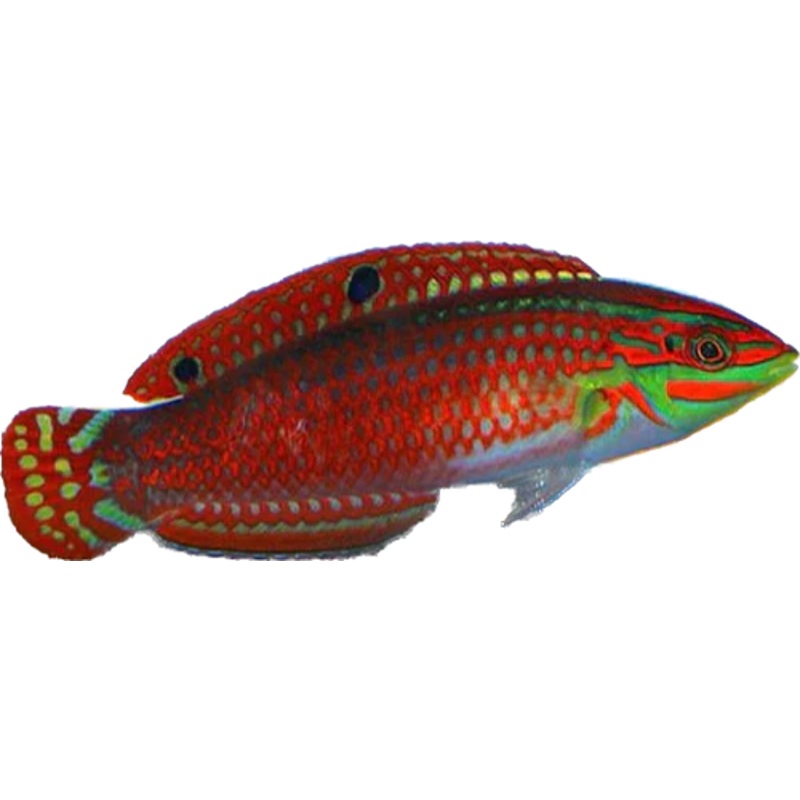 Red Lined Wrasse- (Halichoeres biocellatus) (arrived may 22)