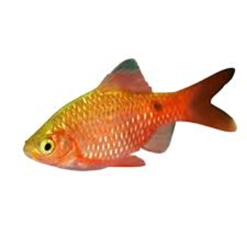 Rosy Barb