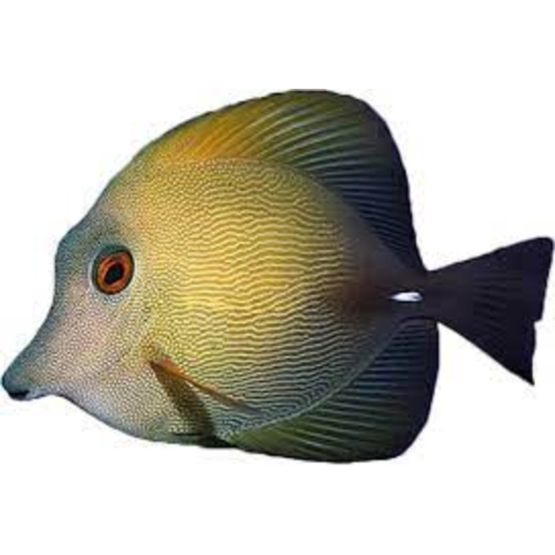 Scopas Tang -SM  (Zebrasoma scopas) Arrived may 14