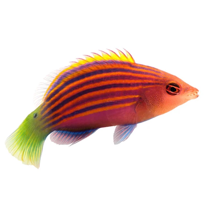 Six Line Wrasse (Arrived May 22)