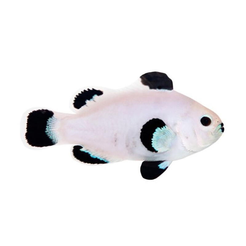 Snow Storm Clownfish (arrived may 14 )