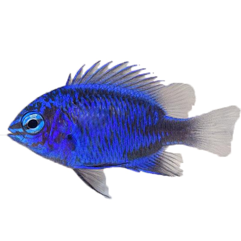 Springeri Damsel