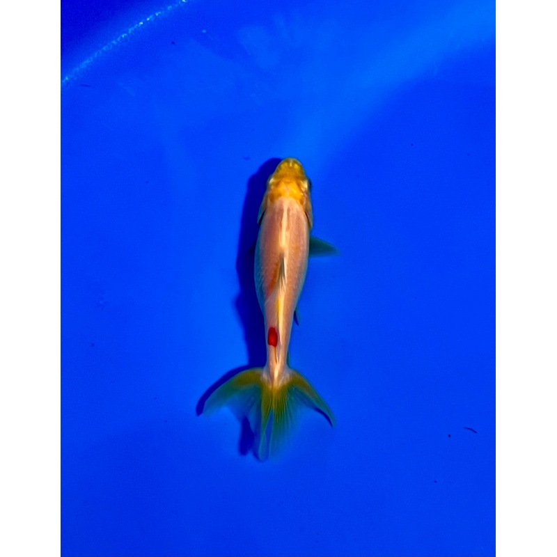 Wakin Goldfish #01 WYSIWYG