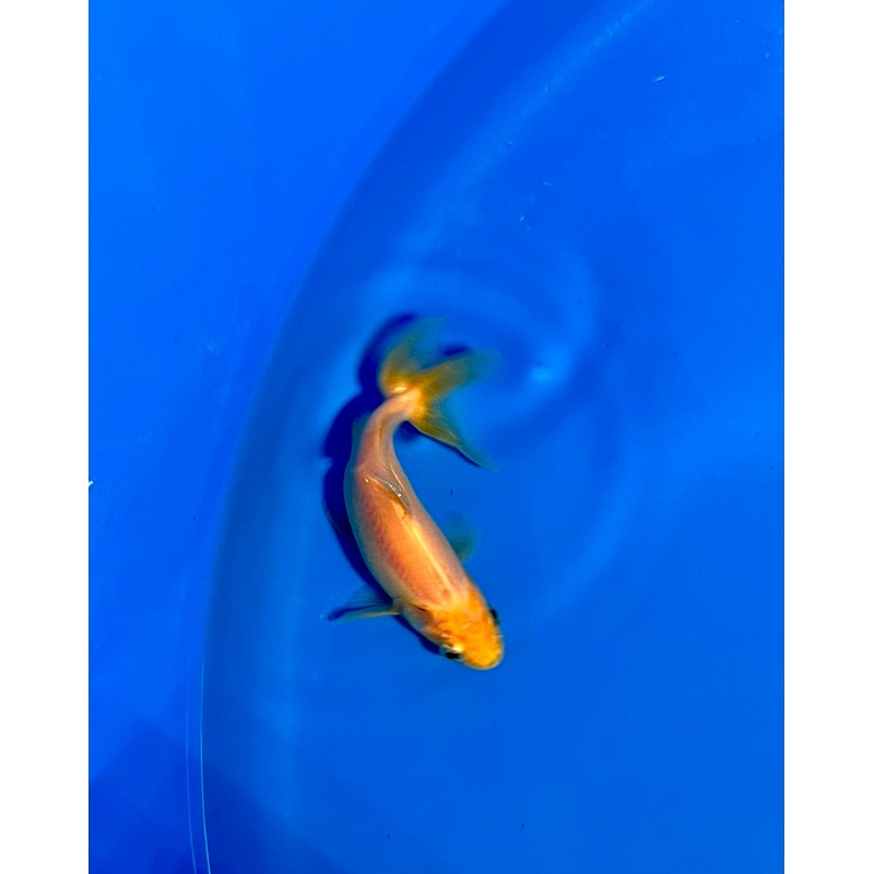 Wakin Goldfish #02 WYSIWYG