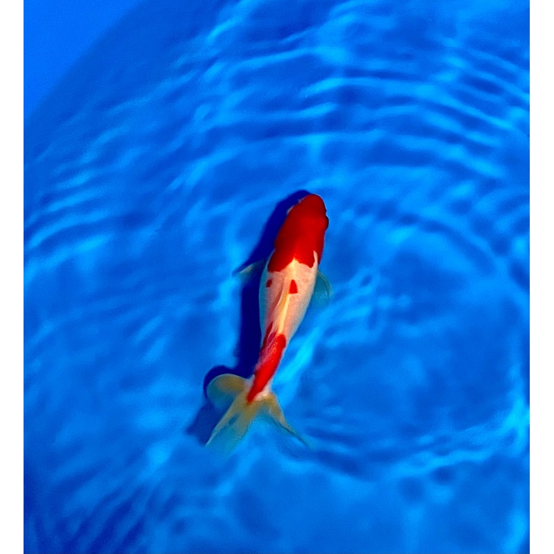 Wakin Goldfish #03 WYSIWYG