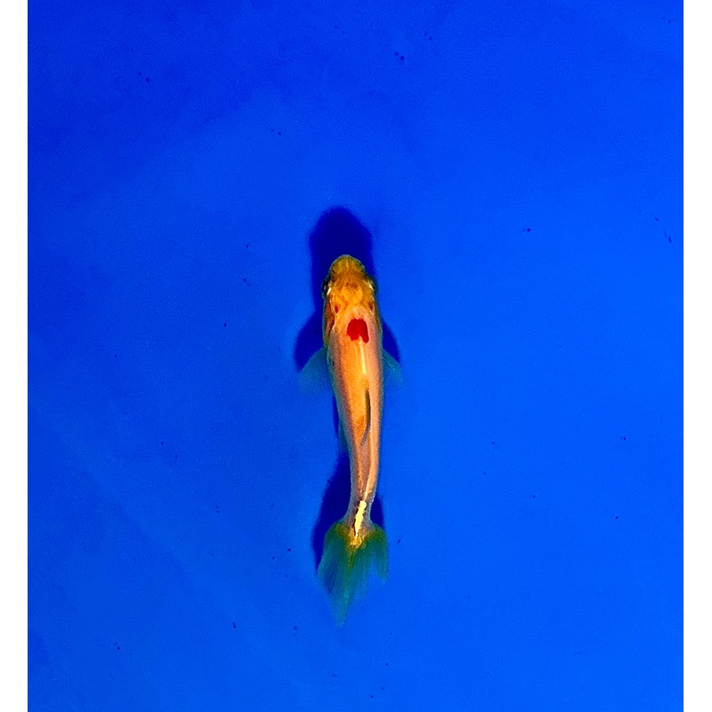 Wakin Goldfish #06 WYSIWYG