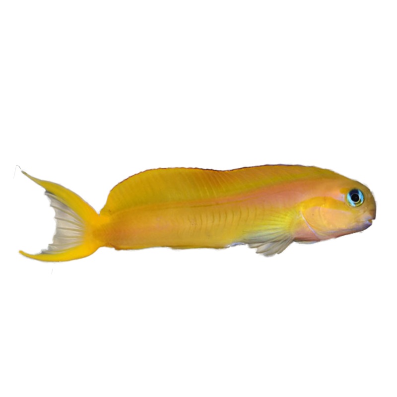 Yellow Midas Blenny- M  (Arrived May 22  )