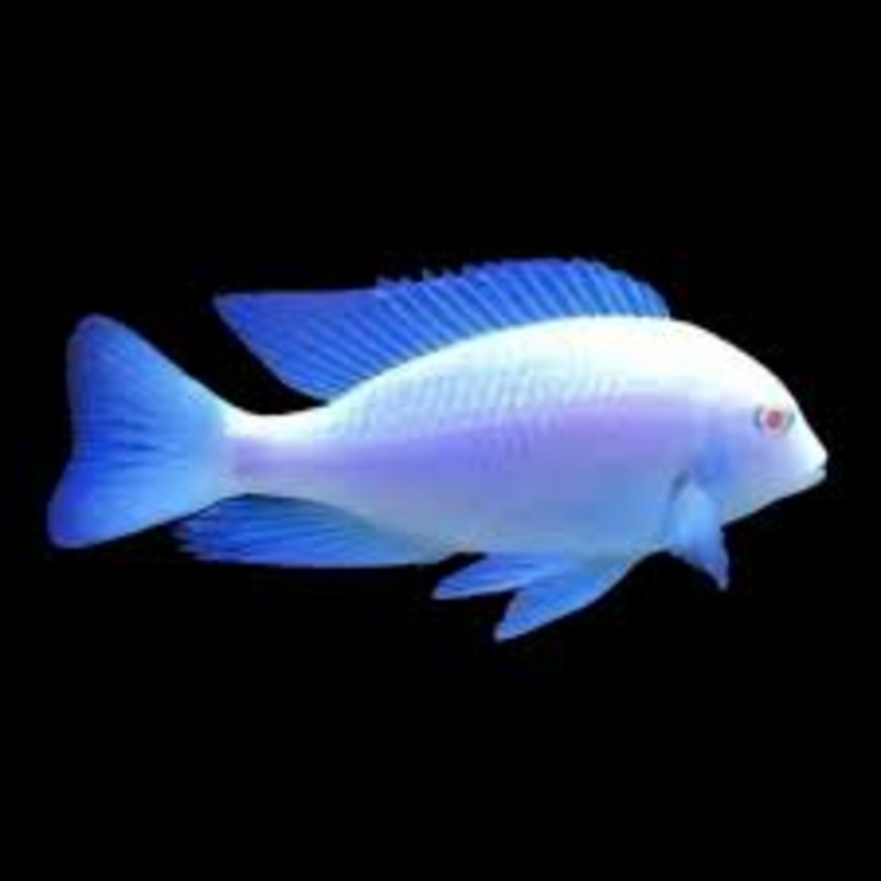 Albino Blue Dolphin cichlid