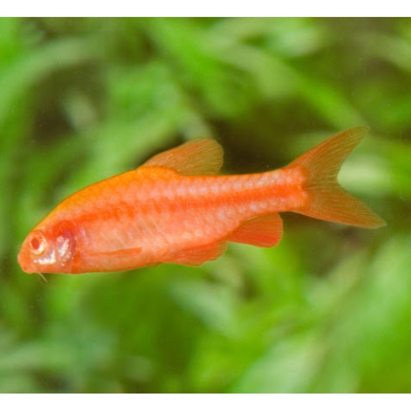 Albino Cherry barb
