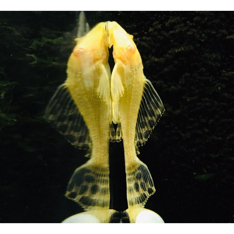 Albino Pleco (3")