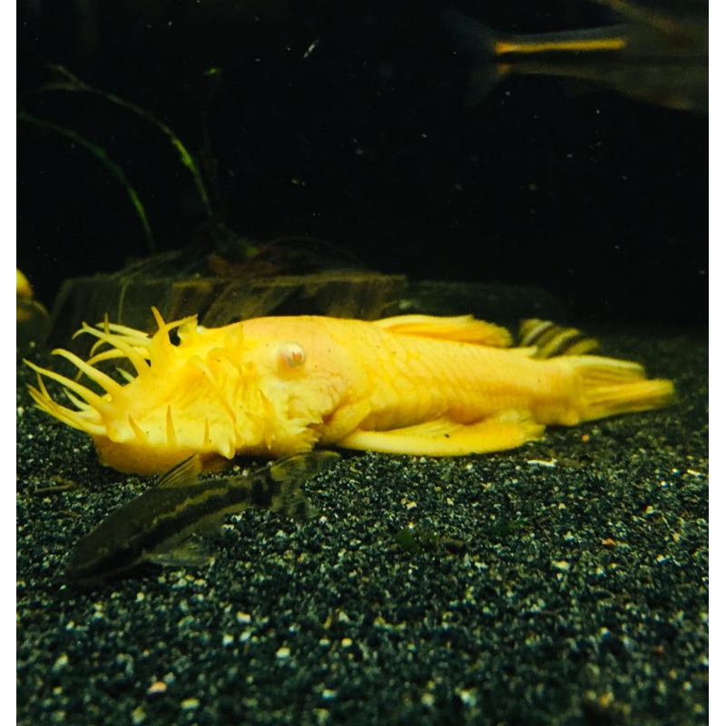 Ancistrus sp L144 (4" long / Broad Body / 1 PAIR)