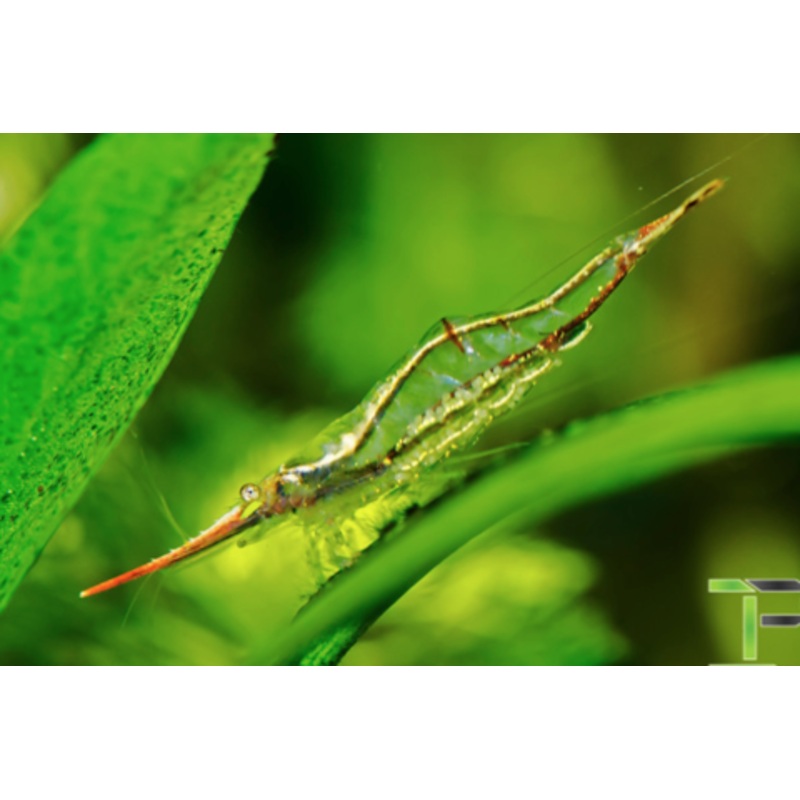Caridina gracilirostris (Red Nosed Shrimp)