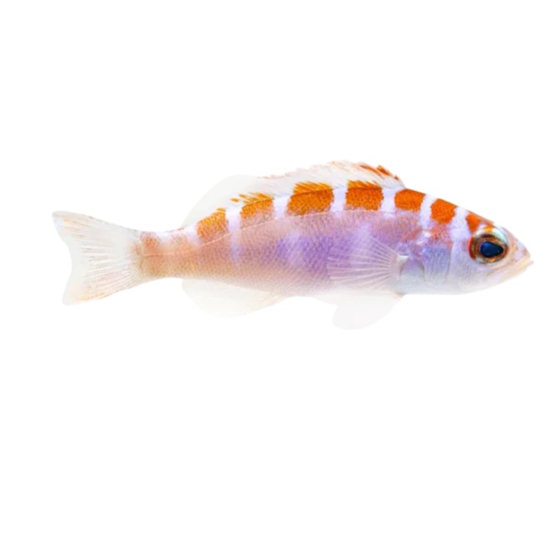 Chalk Bass (Arrived May 22 )