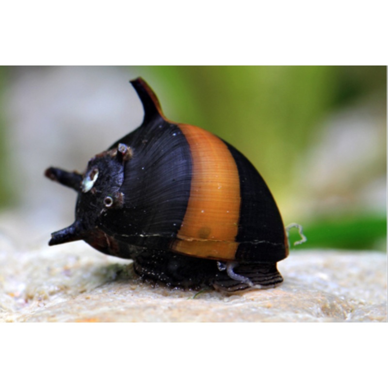 Clithon corona (Horned Nerite Snail)