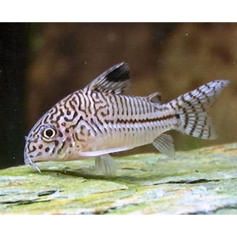 Corydoras (Julii)