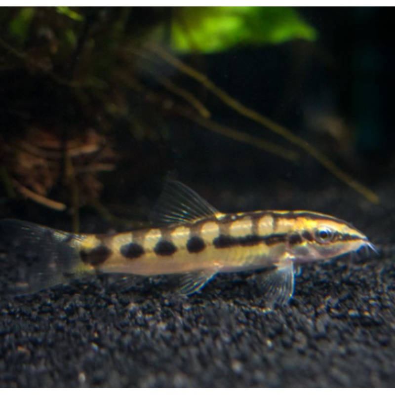 Dwarf Chain Loach (Moderate Snail Eater)